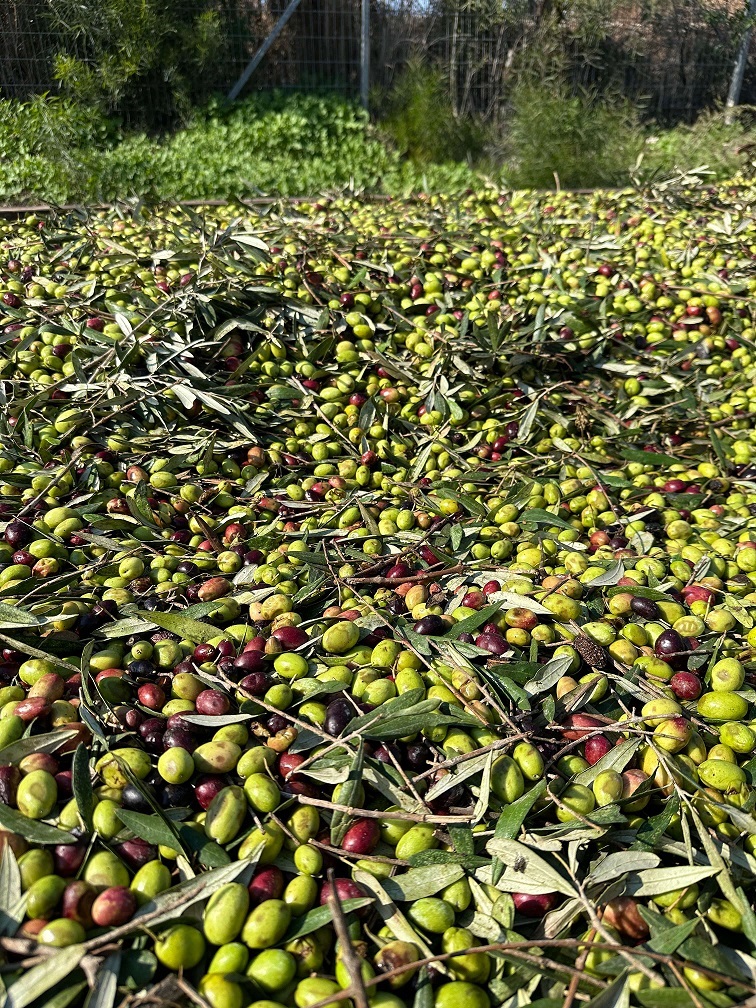 שמן שאן